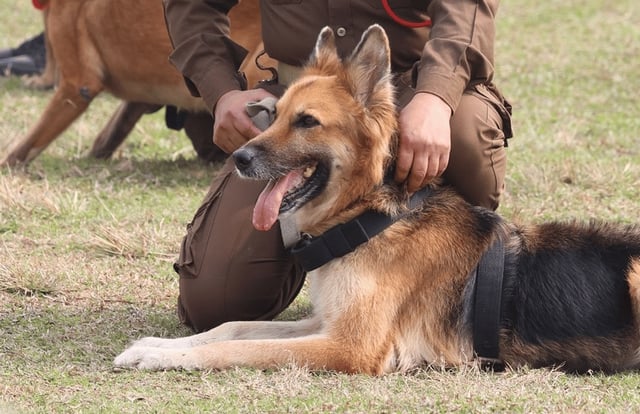 K9-Karina