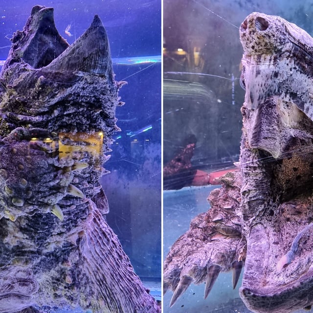 Geierschildkröten sehen wie Lebewesen aus der Urzeit aus.(Symbolbild/Fotomontage) 