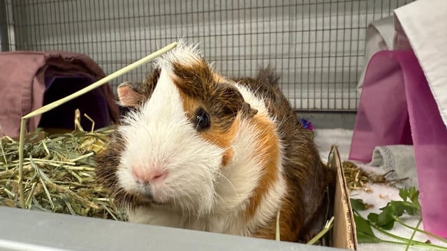 San Diego Humane Society took in 96 guinea pigs Thursday after an overwhelmed owner surrendered them. (San Diego Humane Society)