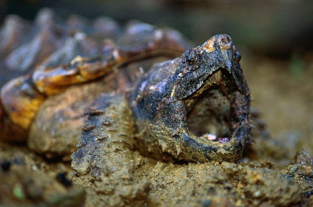In Kellinghusen wurde eine Geierschildkröte entdeckt. Eigentlich leben die gefährlichen Reptile in den USA. (Symbolbild)