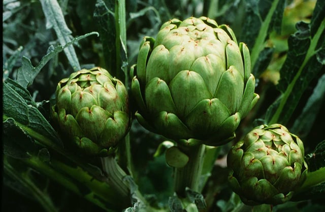 The vast majority of the world’s artichokes are grown in California, with many farms based in Monterey County. 