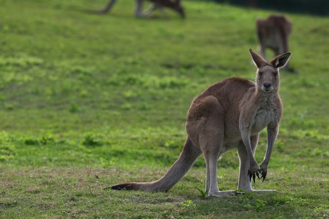 A Kangaroo having a late afternoon snack before dusk. Gold Coast, Queensland, Australia. Wednesday 21st May 2014.