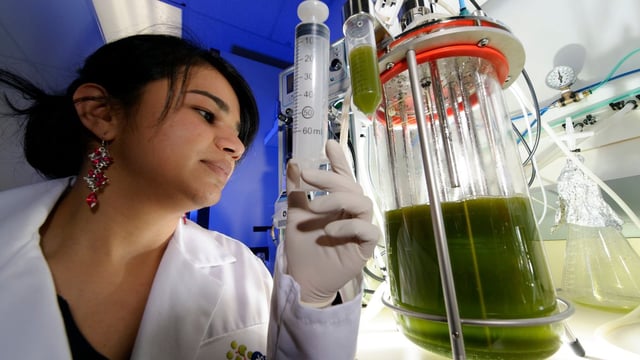 American producers of bioethanol will have a 1.4 billion litre quota for exports to Britain under the new deal