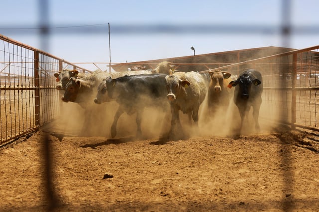Cattle are held in a corral before being exported to the United States through the Jeronimo-Santa Teresa border crossing after U.S. Agriculture Secretary Brooke Rollins announced an agreement with Mexico on the management of the New World screwworm at the Chihuahua Regional Livestock Union facility, outside Ciudad Juarez, Mexico April 29, 2025. REUTERS/Jose Luis Gonzalez/File Photo