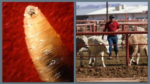 Left; Tusk-like mandibles jutting from the New World screwworm larva's mouth; right, cattle are detained in the pens at the Jeronimo-Santa Teresa border crossing in Ciudad Juarez, Mexico in November after the U.S. temporarily stopped imports of Mexican cattle due to the presence of screwworm. Photo: John Kucharski/USDA; Christian Torres/Anadolu via Getty Images