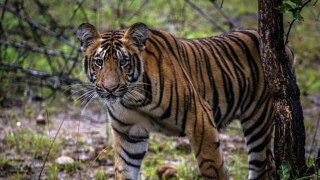 FILE -- A tiger cub in the Tadoba Andhari Tiger Reserve, near Chandrapur, in the Indian state of Maharashtra, Sept. 6, 2018. A tigress believed to have killed 13 people was shot dead there on Nov. 2, 2018. Days after the tiger was shot dead, a backlash was underway, with politicians and animal rights advocates denouncing the killing and a senior government minister threatening legal action against people involved in the hunt. (Bryan Denton/The New York Times) (NYT)