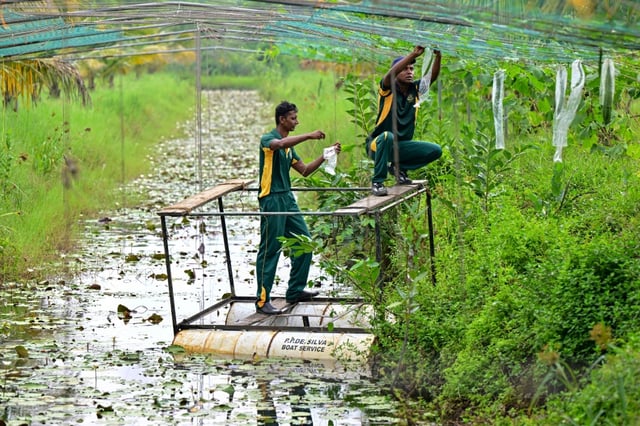 Sri Lankan Special Task Force soldiers work at a plantation in their model farm at Katukurunda. Increasing salinity is slowly swallowing traditional rice paddies along the island's coastline