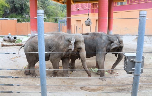 Elephants Tina and Jewel pictured in Los Angeles Zoo, California, on April 5, 2018. Jewel has subsequently died, but Tina and and the zoo&#39;s other remaining elephant Billy are due to moved to a zoo in Tulsa.