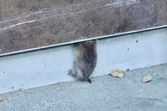 San Francisco Animal Care and Control rescued three baby raccoons from inside the wall of Chase Center on Sunday, May 11, 2025.