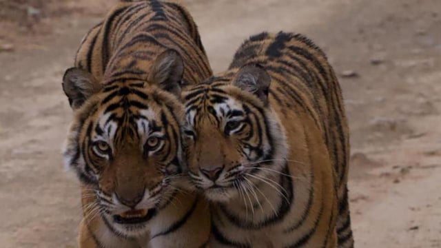 Tigress ArrowHead with one of her cub at Ranthambore Tiger Reserve (RTR). (HT file photo)