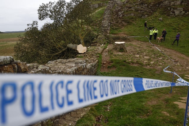 NORTHUMBERLAND, ENGLAND - SEPTEMBER 28: &#39;Sycamore Gap&#39; tree on Hadrian&#39;s Wall lies on the ground leaving behind only a stump in the spot it once proudly stood, on September 28, 2023 northeast of Haltwhistle, England. The tree, which was apparently felled overnight, was one of the UK&#39;s most photographed and appeared in the 1991 Kevin Costner film &#34;Robin Hood: Prince Of Thieves.&#34; (Photo by Jeff J Mitchell/Getty Images)