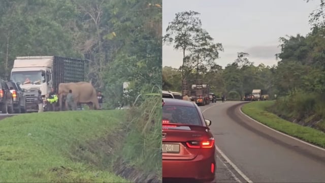 The elephant, in Malaysia, stood by the truck for hours.