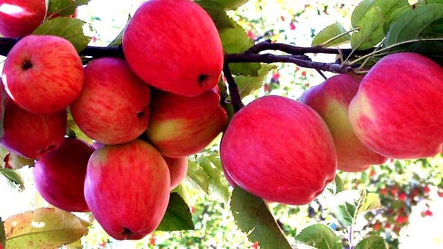 Traders in Pune boycott Turkish apples; go for produce from Himachal, Uttarakhand, Iran