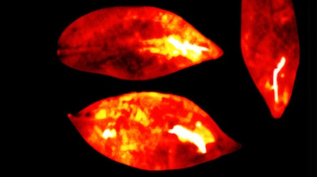 Ultraweak photon emissions detected from leaves of the umbrella tree.