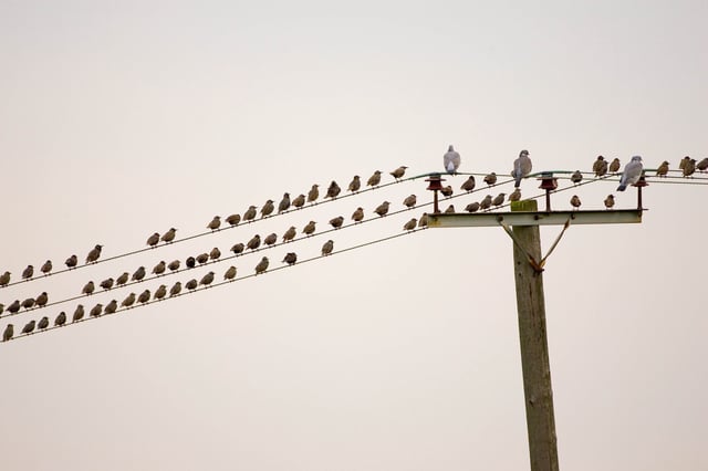 Starlings and wood pigeons pictured sitting on power lines in Kent, United Kingdom, in October.