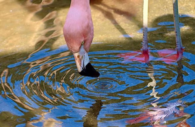 The study focused on Chilean flamingos at the Nashville Zoo. (Credit: Victor Ortega Jiménez, UC Berkeley)