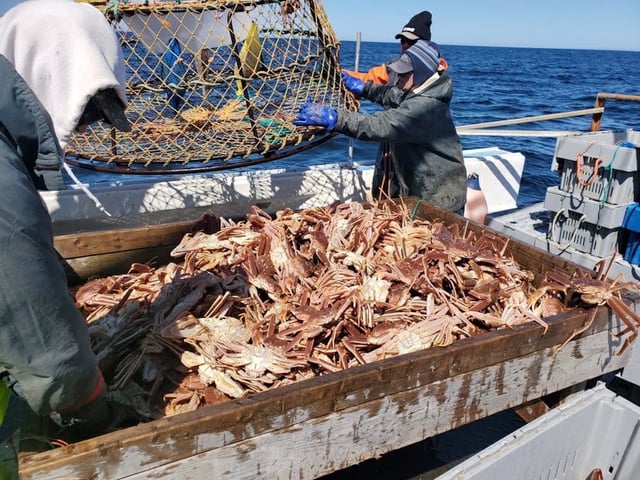  A fishing crew from Nova Scotia hauls in a pot of snow crab in 2020. Applications for lobster and snow crab buyer and processor licences will be accepted as of Jan. 2, 2026.