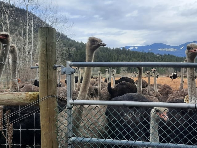 A herd of ostriches is seen on a remote farm in Edgewood, B.C., in an undated photo supplied by Universal Ostrich Farms Inc. THE CANADIAN PRESS/HO-Katie Pasitney