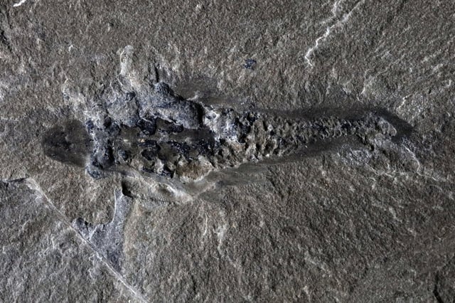 A fossil of Mosura fentoni, named after Mothra. Image: Royal Ontario Museum