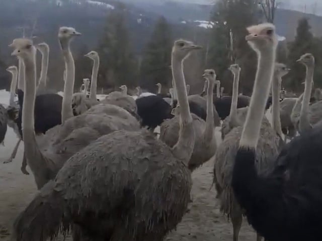  Universal Ostrich Farm has been ordered to kill its entire flock due to an avian flu outbreak.