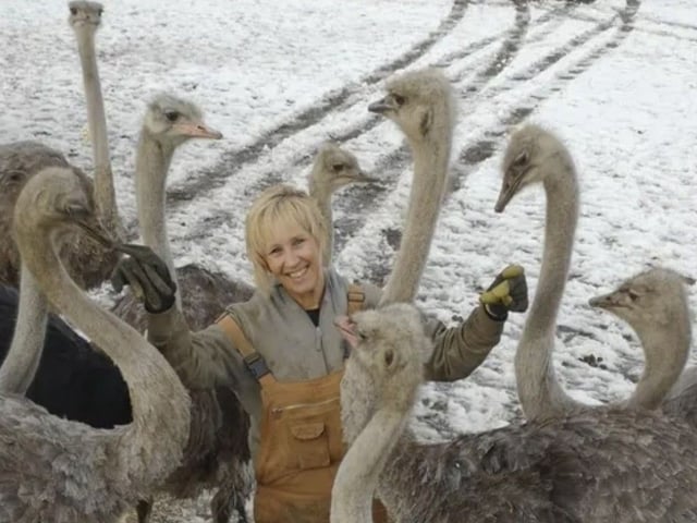 Karen Espersen, owner of Universal Ostrich Farm, shown with some of the 400 ostriches she owns that must be culled due to an outbreak of avian flu.