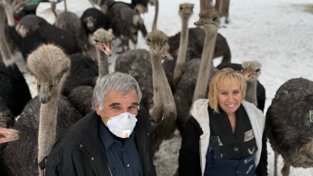Dave Bilinski and Karen Espersen of Universal Ostrich pose with a portion of their flock of birds in April 2025.