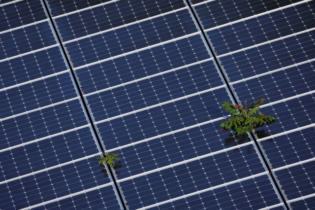 Plants grow through an array of solar panels in Fort Lauderdale, Florida, U.S., May 6, 2022. REUTERS/Brian Snyder/File Photo