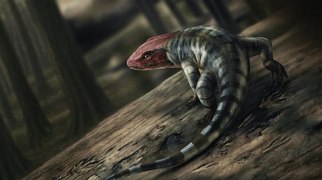 An illustration of what the Amniote (early reptile) would look like from 350 million years ago.