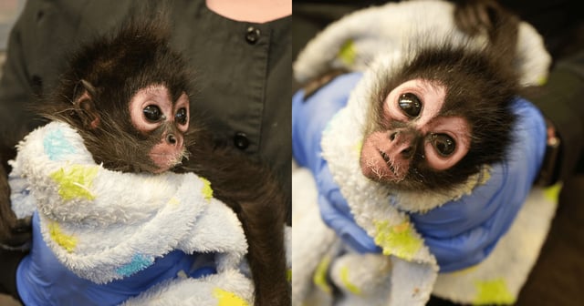 This female spider monkey was surrendered by the owner to the Solano County Sheriff’s Office during a narcotics related search warrant on Thursday, May 8, 2025 in Vallejo, Calif. The spider monkey is now under the care of the Oakland Zoo and zoo staff have named her Violeta. 
