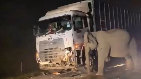The mother elephant attempted to push the lorry off its calf