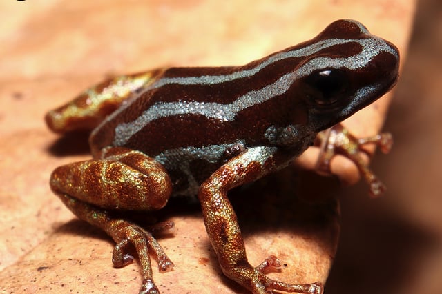 An adult specimen of Ranitomeya aetherea, a newly discovered species of poison dart frog.