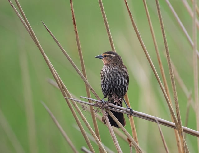 FILE: Juvenile white-throated or seaside sparrow perched on a dried plant or reed in Fontainebleau State Park, La.