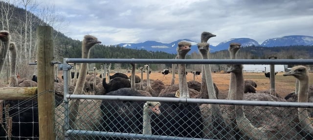 A herd of ostriches is seen on a remote farm in Edgewood, B.C., in an undated photo supplied by Universal Ostrich Farms Inc. THE CANADIAN PRESS/HO-Katie Pasitney *MANDATORY CREDIT*