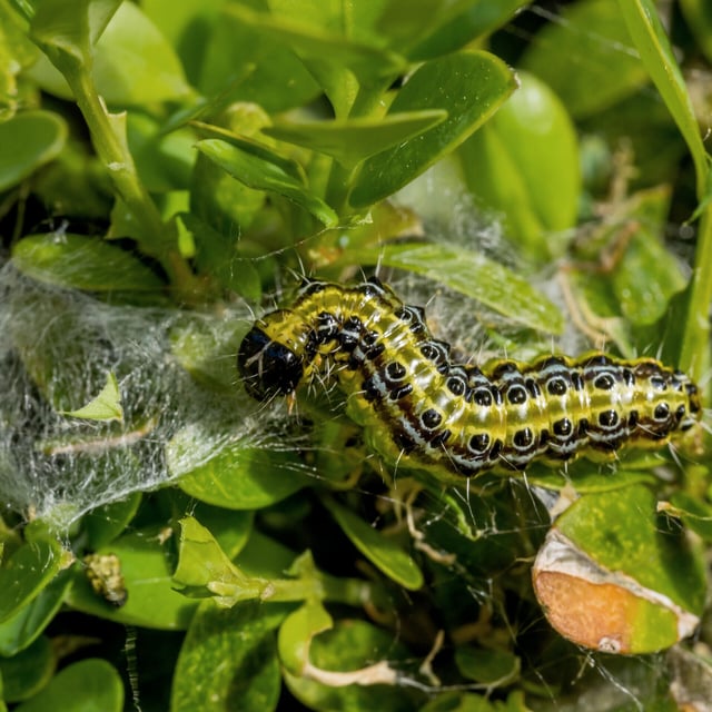 Der Buchsbaumzünsler bedroht deine Gartenpflanzen? Lerne jetzt, wie du den gefräßigen Schädling abwehren kannst.