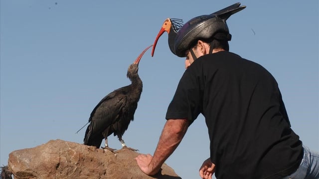 Un especialista en la cría de ibis eremita del Zoo de Jerez, caracterizado de ibis para evitar la 'humanización' de las crías.