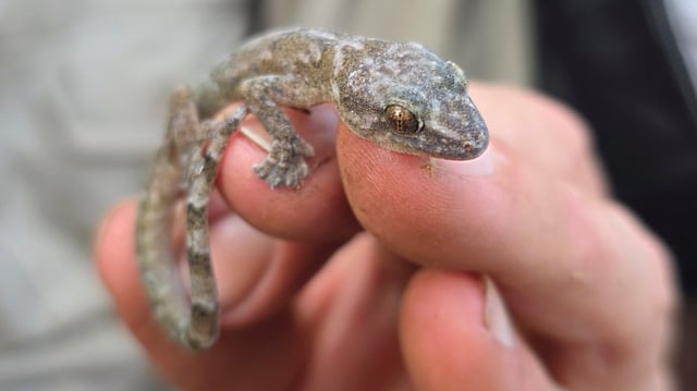 One of the first Blyde Rondavel flat geckos to be seen since 1991 rests on the fingertips of Darren Pietersen, one of the researchers who found it in a rocky canyon