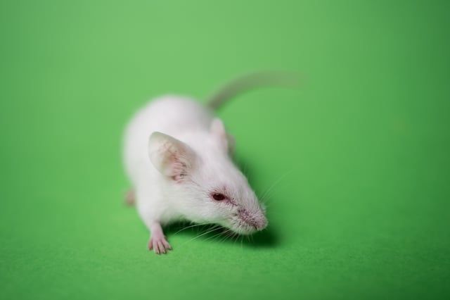 Experimental mice in science.