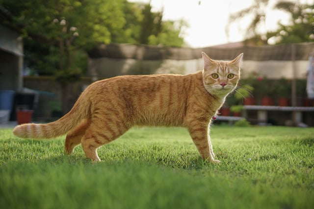 The gene behind orange cats&#39; distinct coat colors alters pigment production, according to scientists.