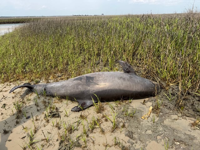 A stranded bottlenose dolphin was found in a tidal creek behind Lea-Hutaff Island on April 15. Someone later decapitated the marine mammal, an action that has led to a federal investigation.