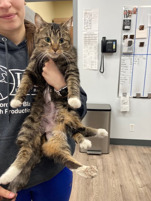 Bitsy the cat, shown in this handout photo, was born with six legs. The one-year-old feline is now well on her way to having a new lease on life after a recent surgery to remove three of the legs. THE CANADIAN PRESS/HO-Christine Koltun *MANDATORY CREDIT*