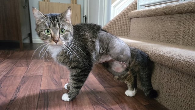 The cat named Bitsy underwent surgery to remove her two extra legs and one of the main legs, which did not work.