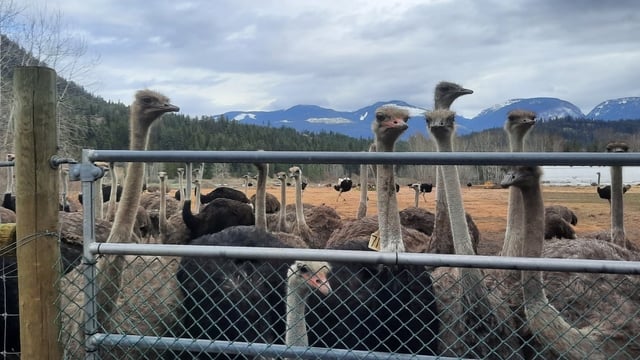 A herd of ostriches is seen on a remote farm in Edgewood, B.C., in an undated photo supplied by Universal Ostrich Farms Inc. 