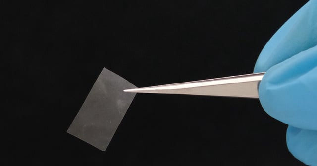 This thin mycelial film is almost transparent, has good tensile strength, and could be used as a living bioplastic