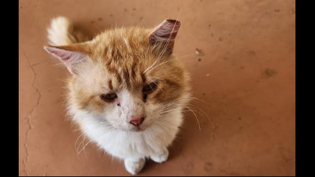George the cat walked nearly 3 miles after his bold escape.