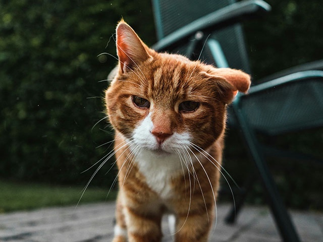 orange cat