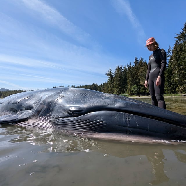 The Namgis First Nation says in a statement that a dead whale, seen in this handout image from Marine Education and Research Society, was found on Wednesday, May 14, 2025, on a beach near Port McNeill, B.C. Experts have determined the animal was a Bryde's whale — a species rarely seen in waters north of roughly the same latitude as Los Angeles. THE CANADIAN PRESS/HO-Marine Education and Research Society - MERS, MML-57 **MANDATORY CREDIT**