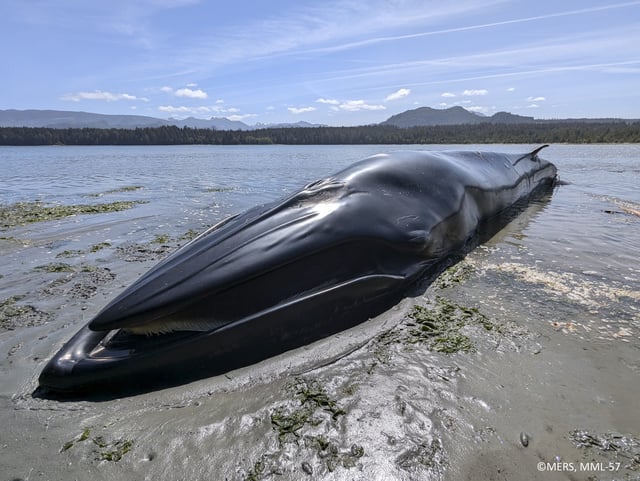 The Bryde's whale washed up on a Port McNeill beach.