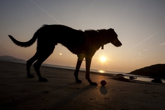 A man has been charged with animal cruelty offences. (Photo by: Paul Quayle/Design Pics Editorial/Universal Images Group via Getty Images)