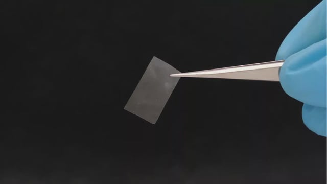 The thin mycelial film is almost transparent and has good tensile strength. It could be used as a living bioplastic. Picture: Empa