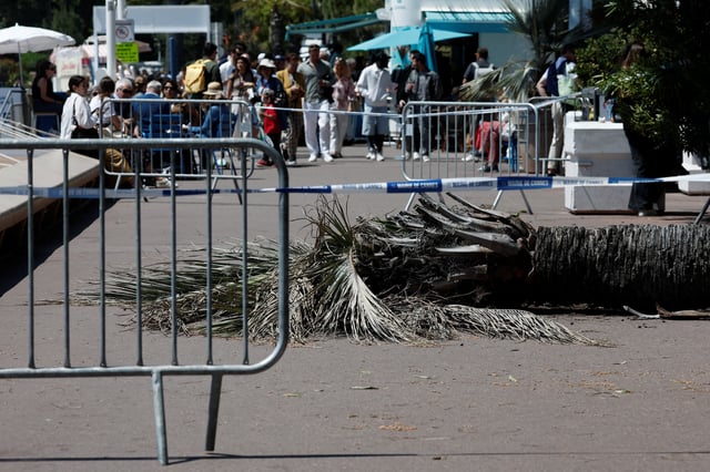 View of a palm tree that fell, injuring a passerby on the Boulevard de la Croisette during the 78th Cannes Film Festival in Cannes, France, May 17, 2025. REUTERS/Benoit Tessier